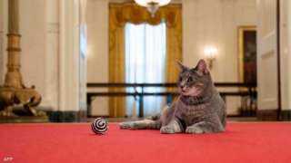 قطة جديدة في البيت الأبيض.. السر في ”واقعة المنصة”