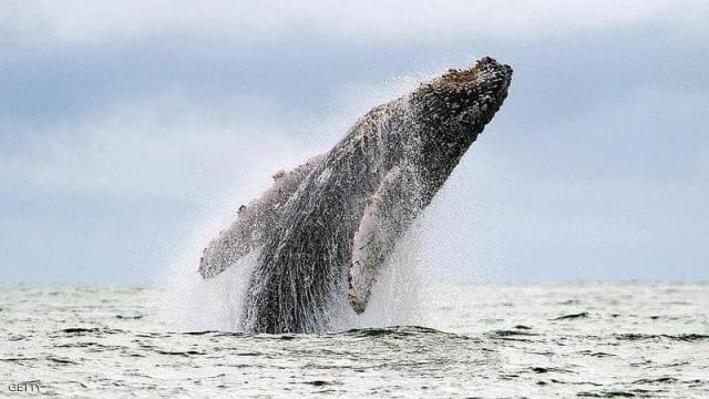 الحيتان تكيف طريقة تواصلها لحماية صغارها