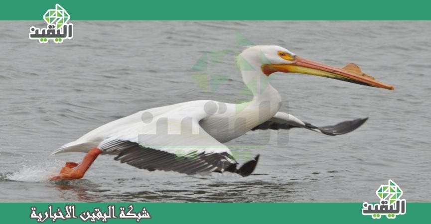بالفيديو.. طائر بجع ”عملاق” يقتحم مطعما لبنانيا | التقارير | اليقين