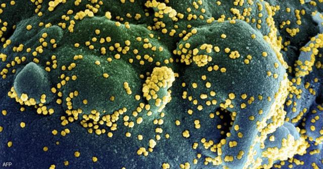 فيروسات كورونا (بالأصفر) تحيط إحدى الخلايا البشرية