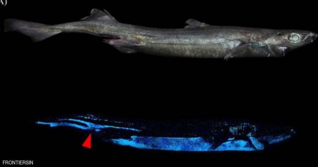 عثر على سمك القرش المتوهج قبالة سواحل نيوزيلندا