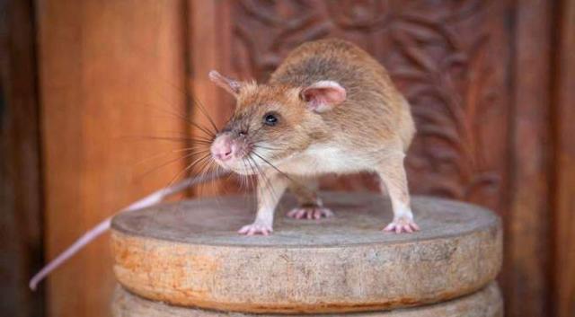 فأر ضخم يقتحم برلمان الأندلس ويثير ذعرا بين النواب الإسبان